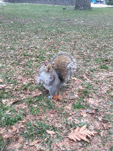 กระรอกซีกโลกเหนือพากันอ้วน