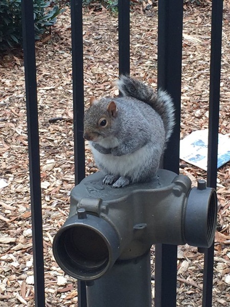 กระรอกซีกโลกเหนือพากันอ้วน