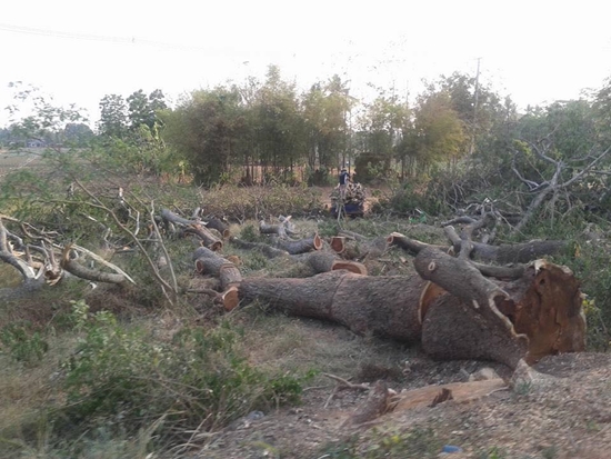 อุโมงค์ต้นไม้