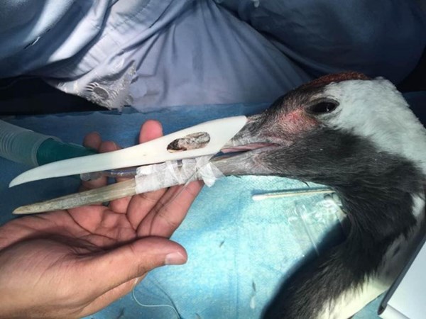 นกกระเรียนปากหักได้ปากเทียมใหม่จากเครื่องพิมพ์ 3 มิติ