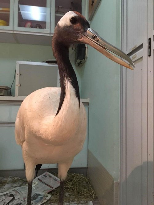 นกกระเรียนปากหักได้ปากเทียมใหม่จากเครื่องพิมพ์ 3 มิติ