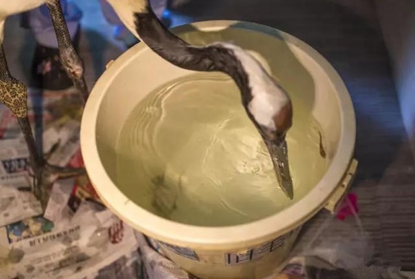 นกกระเรียนปากหักได้ปากเทียมใหม่จากเครื่องพิมพ์ 3 มิติ