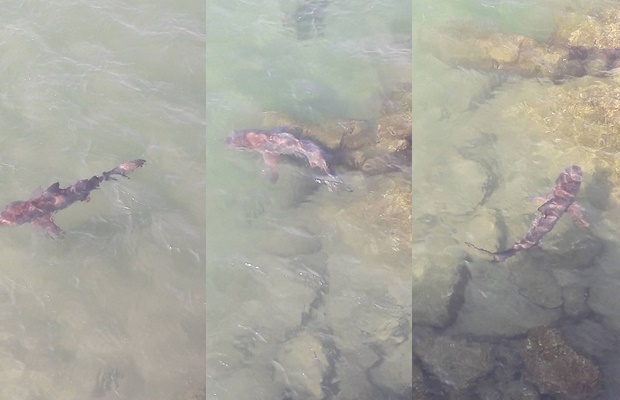 ฉลามกัดขานักท่องเที่ยว