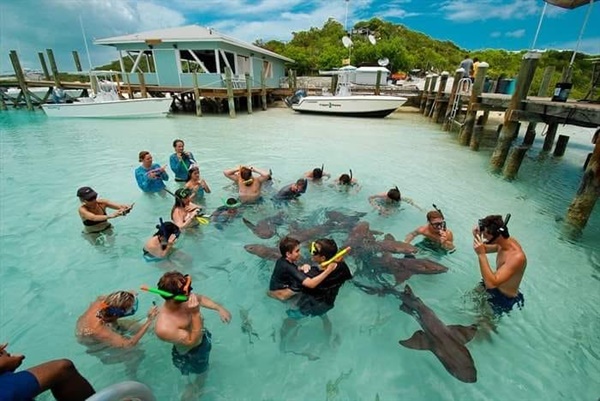 ฉลามกัดขานักท่องเที่ยว