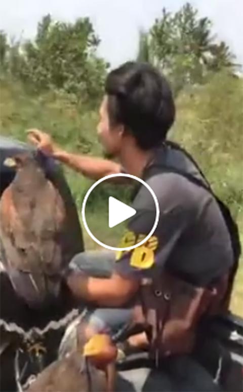 จวกสนั่น !! แก๊งเลี้ยงเหยี่ยวล่านกสัตว์ป่าคุ้มครอง ไม่สนกฎหมายบ้านเมือง