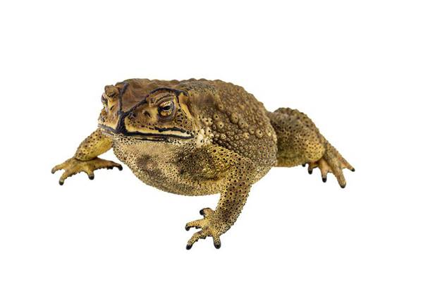 สลด ! ชายเกาหลีดับอนาถหลังจับคางคกมากิน เหตุเข้าใจผิด นึกว่าเป็นอึ่งอ่าง 