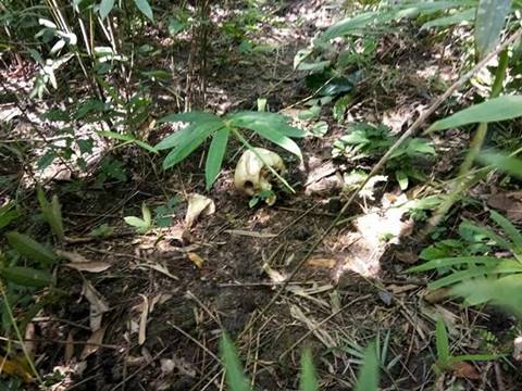 ผู้กองเหน่ง จ่อโดนข้อหาฆ่าโดยไตร่ตรอง หาก DNA ยันชัดเป็นศพ ผอ.อ้อย