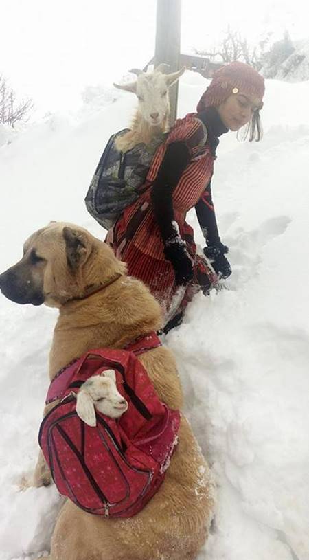 ฮีโร่ตัวจริง ! สาวน้อยพร้อมตูบคู่หู ร่วมใจช่วยแม่แพะและลูก ๆ ฝ่าหิมะลงจากเขา
