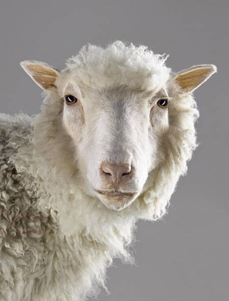 22 กุมภาพันธ์ วันที่โลกรู้จัก แกะดอลลี่ แกะโคลนนิ่งตัวแรกของโลก