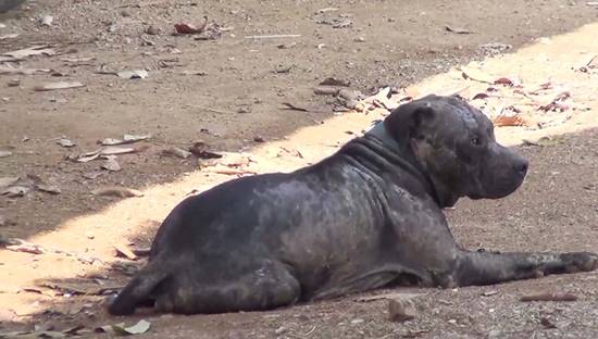 สาวร้องผ่านสื่อ ถูกพิทบูลรุมขย้ำ เย็บ 70 เข็ม ด้านเจ้าของหมาไม่ช่วยสักบาท