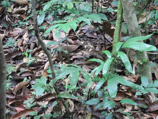 หาเจอไหม ? ในภาพนี้มีงูซ่อนอยู่ พรางตัวอย่างเนียน ชนิดที่ไม่มองใกล้ ๆ ก็ไม่รู้