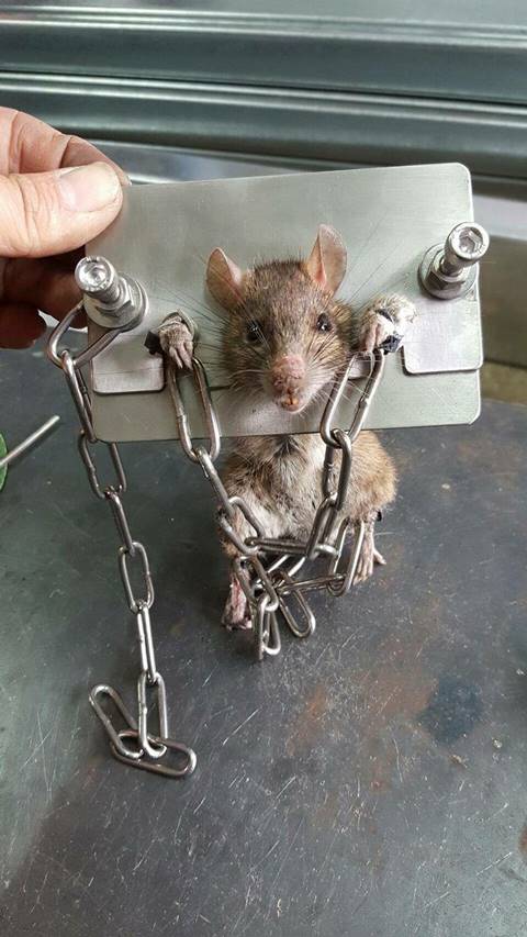 หนุ่มรำคาญหนัก หนูวิ่งบุกบ้านสุดกวนใจ จับล่ามโช่ตรวนทั้งหัวทั้งขาแบบนี้เลย