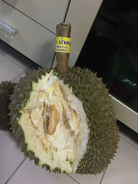 สวนทุเรียนป่าละอู