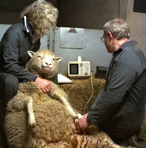 22 กุมภาพันธ์ วันที่โลกรู้จัก แกะดอลลี่ แกะโคลนนิ่งตัวแรกของโลก