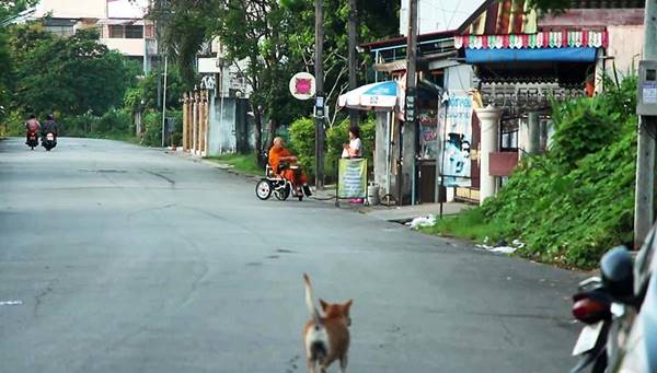 เลื่อมใส พระสงฆ์ขาพิการนั่งรถเข็นคู่กาย ออกบิณฑบาตทุกเช้าระยะทาง 3 กม.