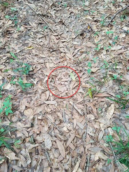 หาเจอไหม ? ในภาพนี้มีงูซ่อนอยู่ พรางตัวอย่างเนียน ชนิดที่ไม่มองใกล้ ๆ ก็ไม่รู้