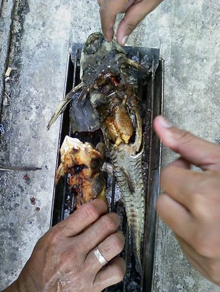 ปลาซักเกอร์ 