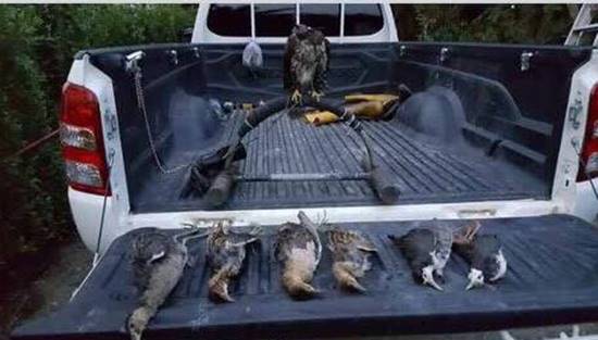 จวกสนั่น !! แก๊งเลี้ยงเหยี่ยวล่านกสัตว์ป่าคุ้มครอง ไม่สนกฎหมายบ้านเมือง