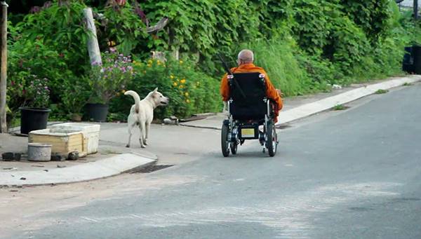 เลื่อมใส พระสงฆ์ขาพิการนั่งรถเข็นคู่กาย ออกบิณฑบาตทุกเช้าระยะทาง 3 กม.