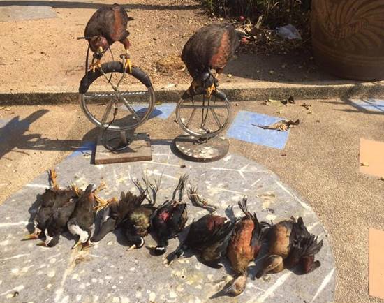 จวกสนั่น !! แก๊งเลี้ยงเหยี่ยวล่านกสัตว์ป่าคุ้มครอง ไม่สนกฎหมายบ้านเมือง