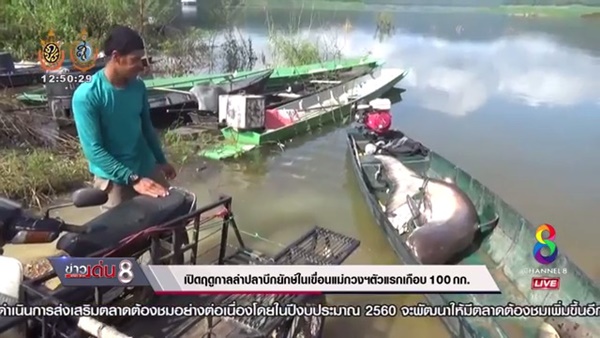 ฤดูกาลล่าปลาบึกยักษ์