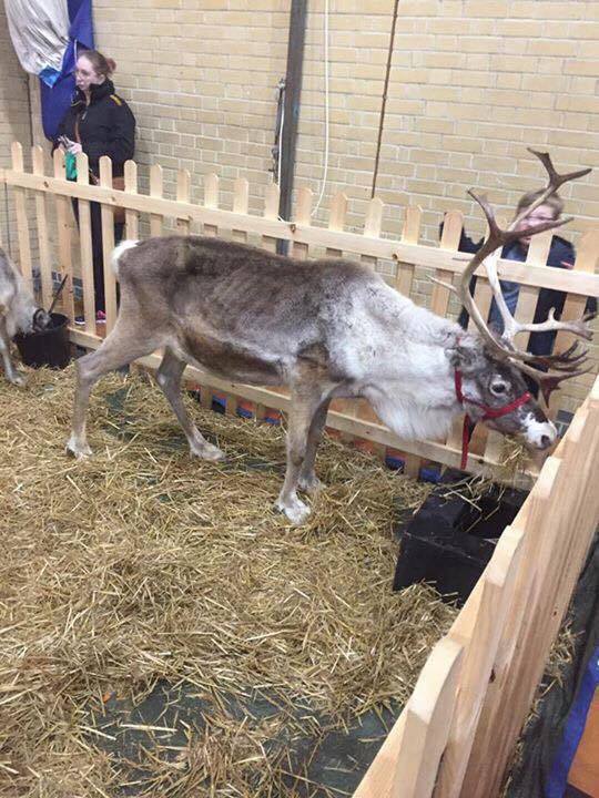 กวางเรนเดียร์