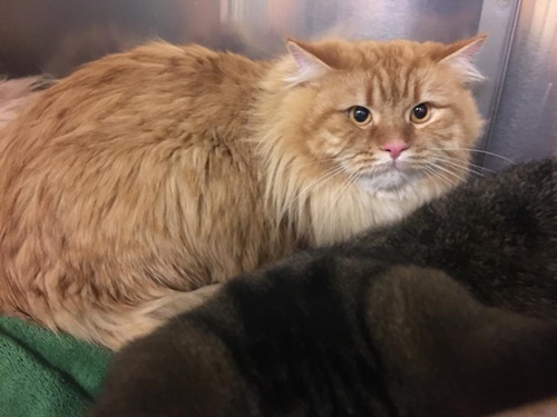  ปาร์ตี้คริสต์มาส BDSM 