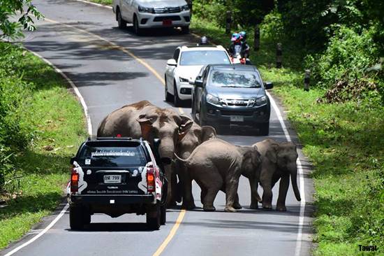 หนุ่มเล่านาทีระทึกฝูงช้างป่าเขาใหญ่