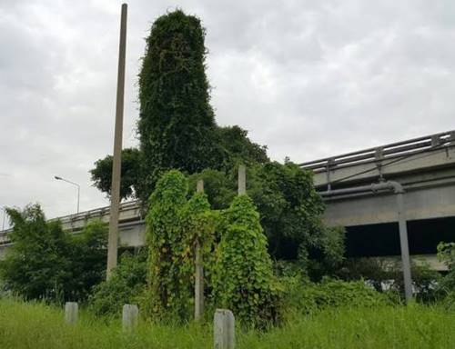 วอนตัดเถาวัลย์รูปเจ้าโลกยักษ์ตั้งตระหง่าน