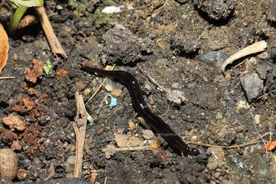 หนอนตัวแบนนิวกินี