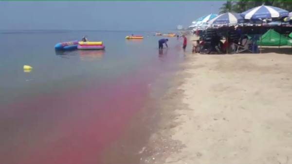 ทะเลบางแสนกลายเป็นสีชมพู