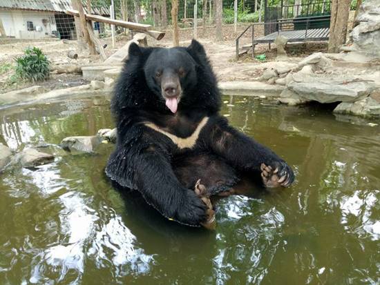 ชาลี ชักกุย