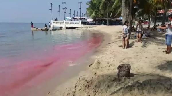 ทะเลบางแสนกลายเป็นสีชมพู