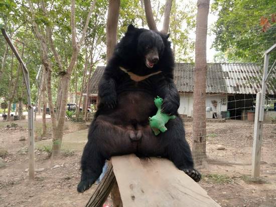 ชาลี ชักกุย