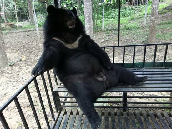 ชาลี ชักกุย