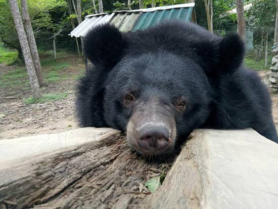 ชาลี ชักกุย