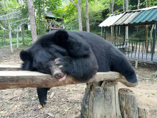 ชาลี ชักกุย