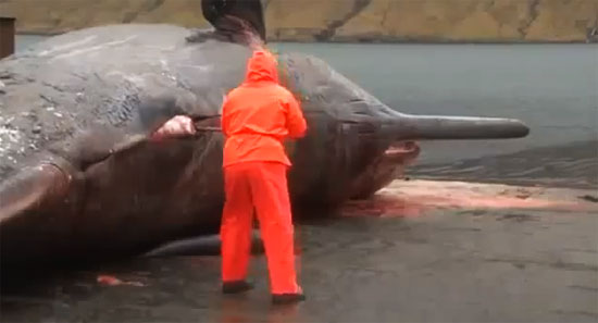 ซากวาฬระเบิด