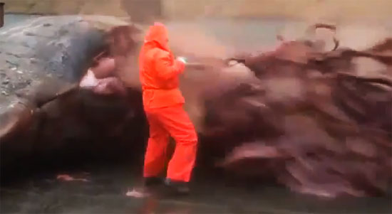 ซากวาฬระเบิด