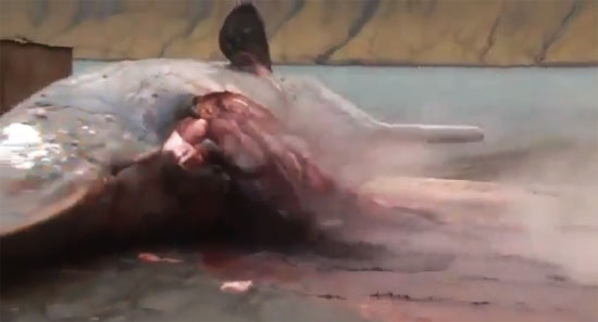 ซากวาฬระเบิด