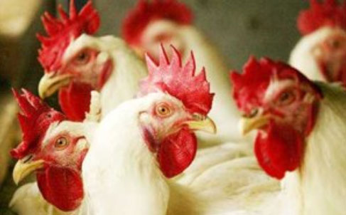 ไข้หวัดนก