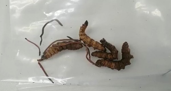 เปิบหนอนไม้ไผ่