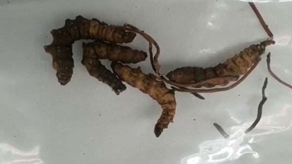 เปิบหนอนไม้ไผ่