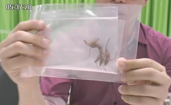 เปิบหนอนไม้ไผ่