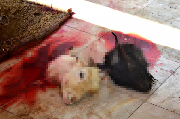 เผย 5 พิธีกรรมฆ่าสัตว์บูชายัญ เทศกาลสังเวยชีวิตจากทั่วโลก