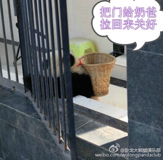 กังฟูแพนด้า