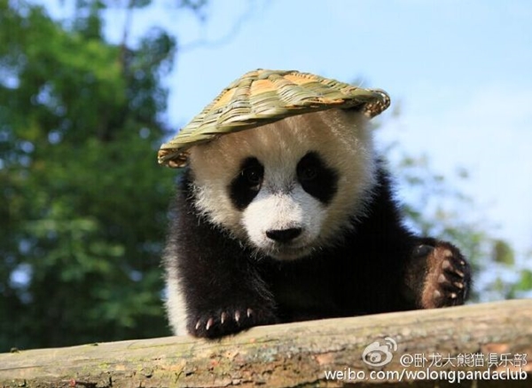 กังฟูแพนด้า