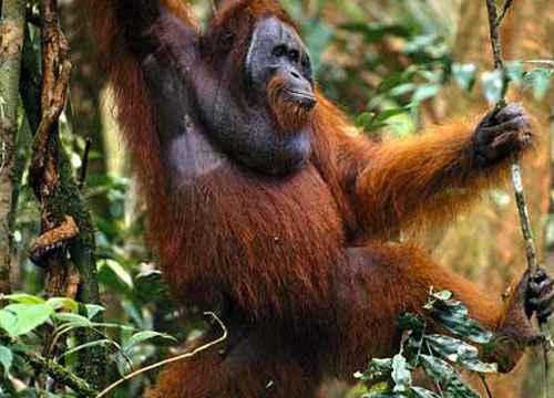 ลิงอุรังอุตัง โบนันซ่า