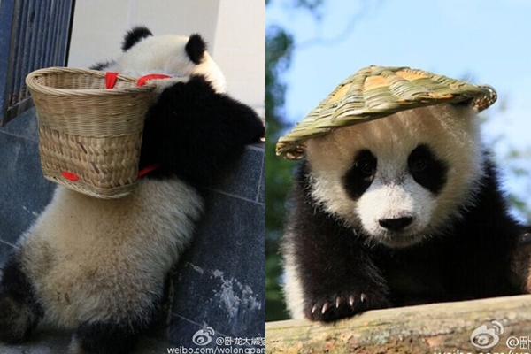 กังฟูแพนด้า