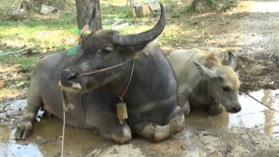 แม่ควายแสนรู้ร้องไห้ เซื่องซึมไม่ยอมกิน หลังคนเลี้ยงตาย